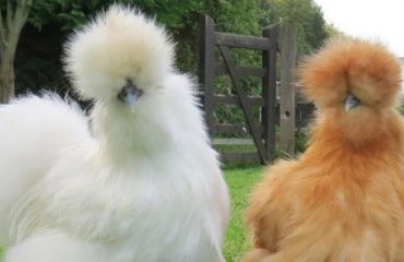 come-allevare-galline-moroseta-it-000